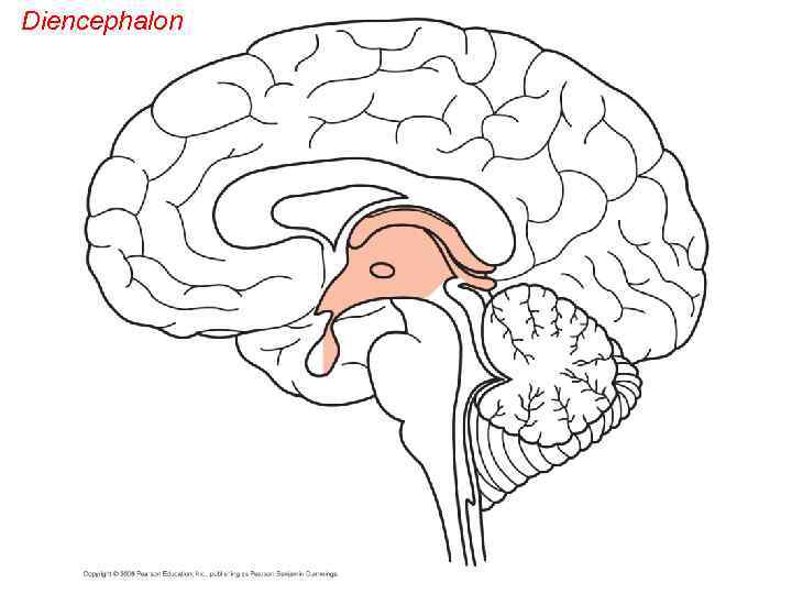 Diencephalon 