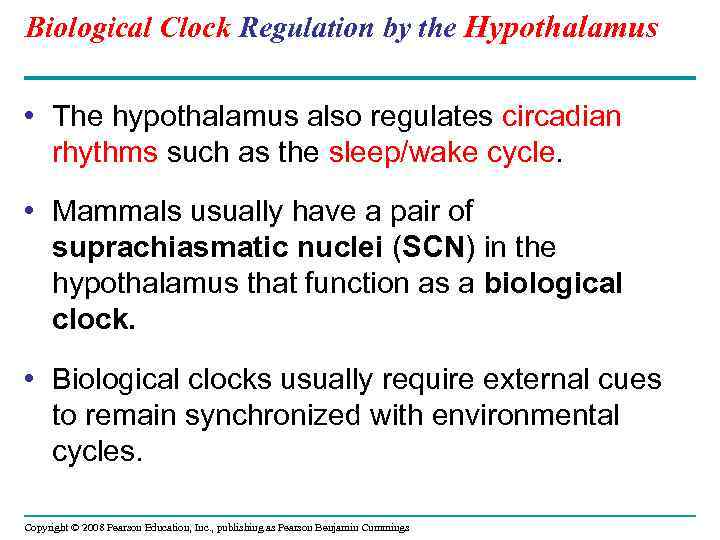 Biological Clock Regulation by the Hypothalamus • The hypothalamus also regulates circadian rhythms such