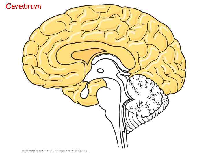 Cerebrum 