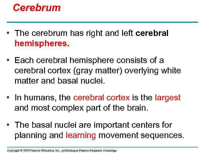 Cerebrum • The cerebrum has right and left cerebral hemispheres. • Each cerebral hemisphere