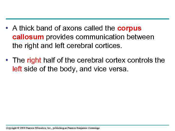  • A thick band of axons called the corpus callosum provides communication between