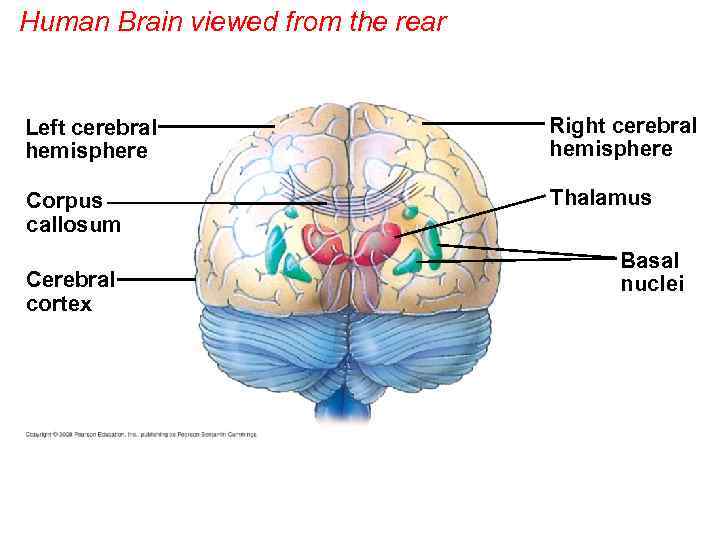 Human Brain viewed from the rear Left cerebral hemisphere Right cerebral hemisphere Corpus callosum