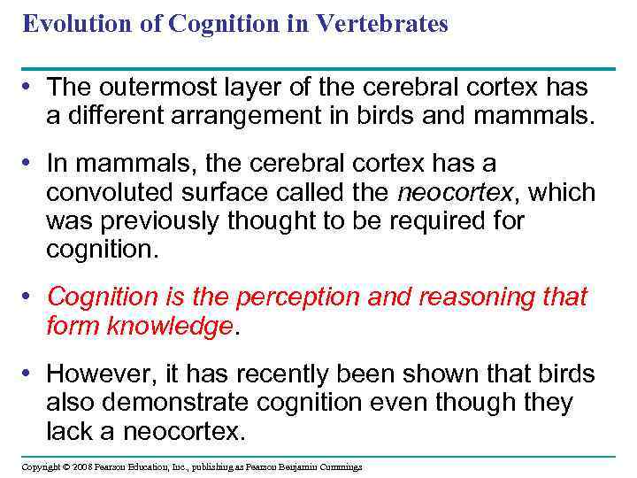 Evolution of Cognition in Vertebrates • The outermost layer of the cerebral cortex has