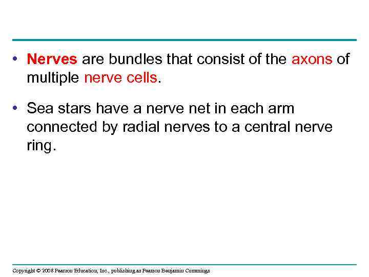  • Nerves are bundles that consist of the axons of multiple nerve cells.