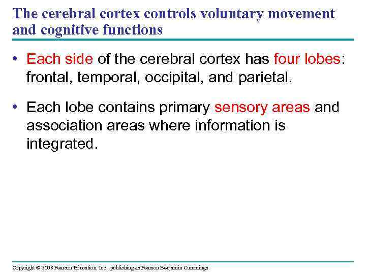 The cerebral cortex controls voluntary movement and cognitive functions • Each side of the