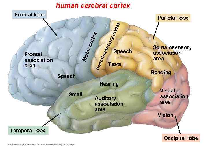 human cerebral cortex Frontal lobe ens o tos So Mo Frontal association area ma