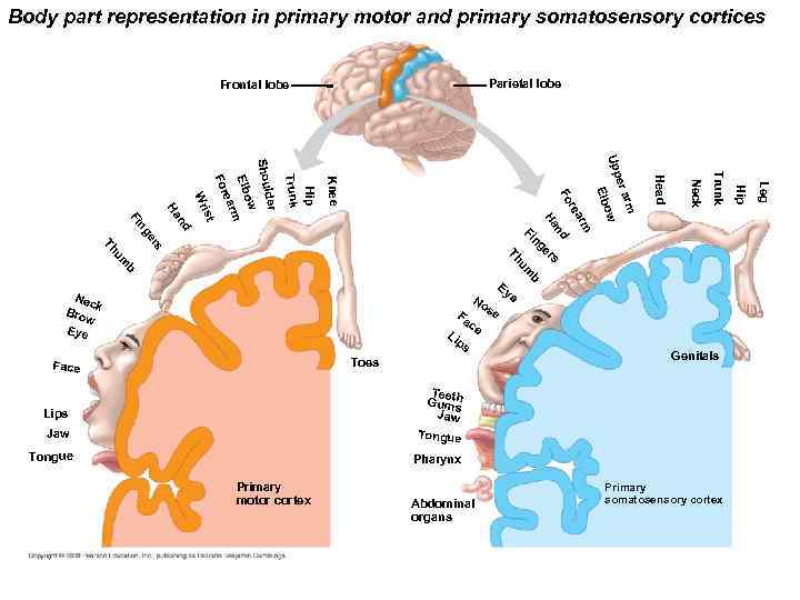 Body part representation in primary motor and primary somatosensory cortices Parietal lobe Frontal lobe