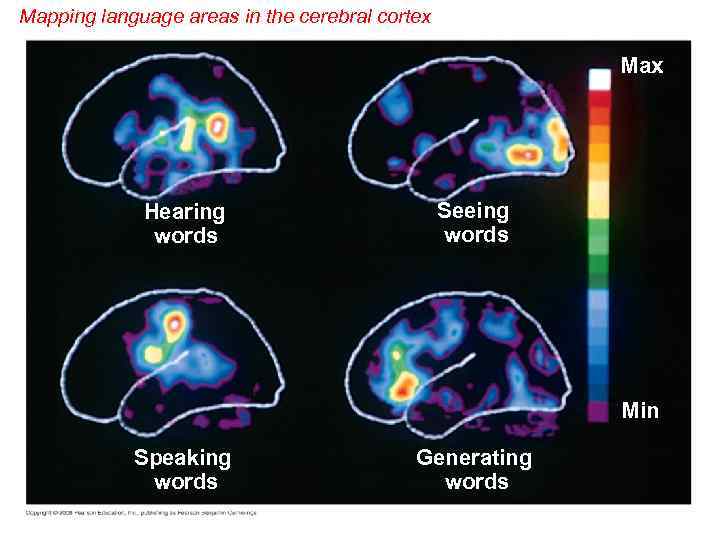 Mapping language areas in the cerebral cortex Max Hearing words Seeing words Min Speaking