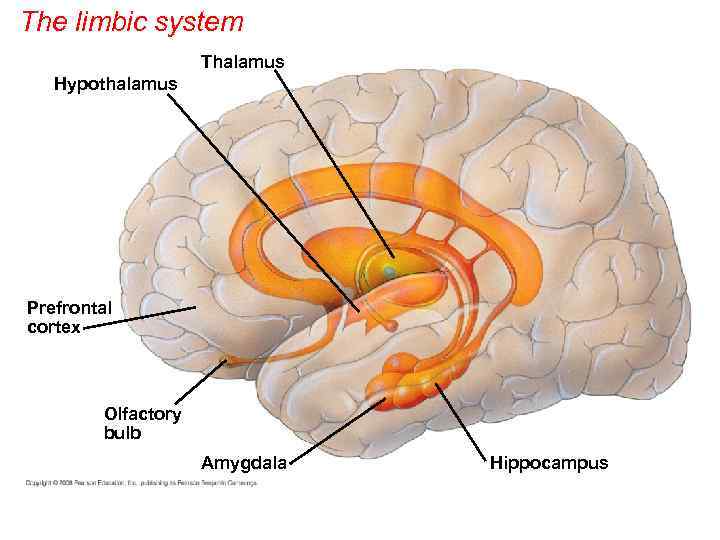 The limbic system Thalamus Hypothalamus Prefrontal cortex Olfactory bulb Amygdala Hippocampus 