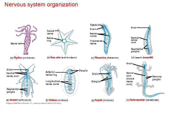 Nervous system organization Eyespot Brain Radial nerve Nerve cords Nerve ring Transverse nerve Nerve