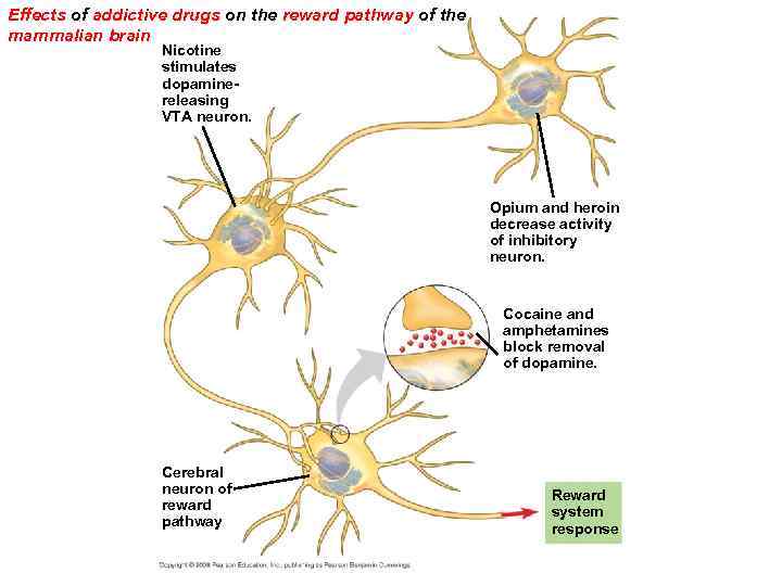 Effects of addictive drugs on the reward pathway of the mammalian brain Nicotine stimulates