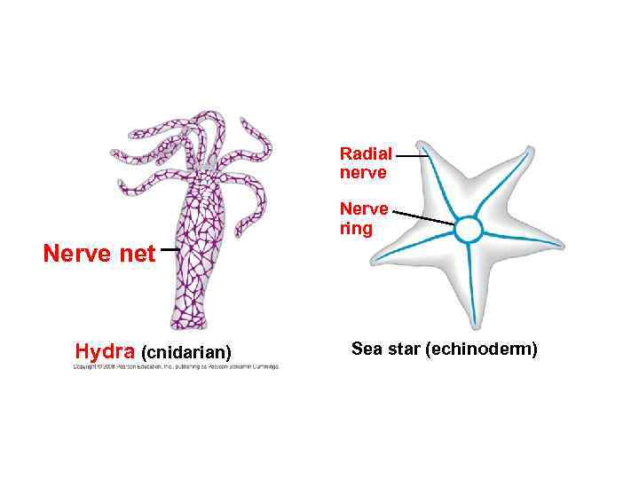 Radial nerve Nerve ring Nerve net Hydra (cnidarian) Sea star (echinoderm) 