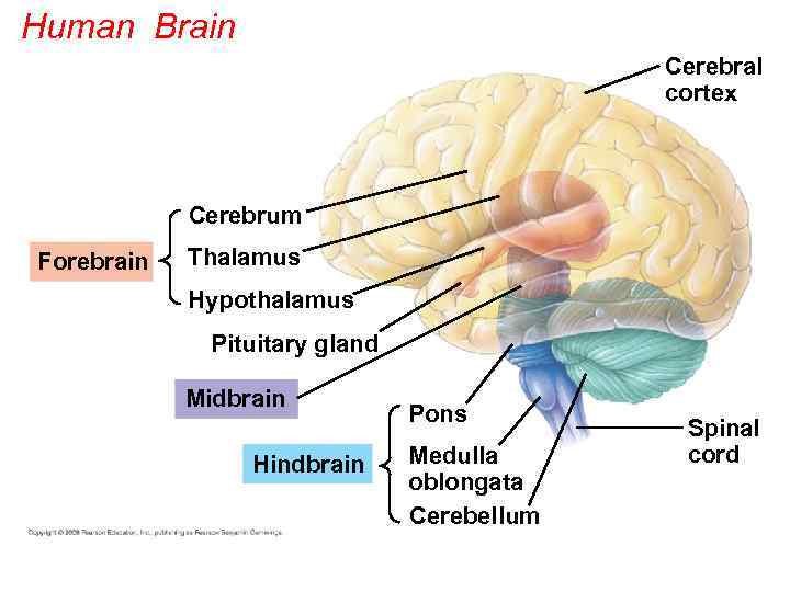 Human Brain Cerebral cortex Cerebrum Forebrain Thalamus Hypothalamus Pituitary gland Midbrain Hindbrain Pons Medulla