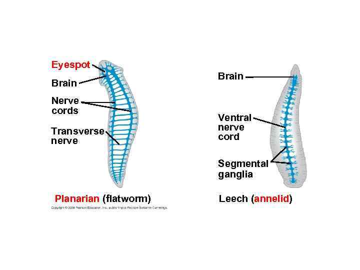 Eyespot Brain Nerve cords Transverse nerve Brain Ventral nerve cord Segmental ganglia Planarian (flatworm)