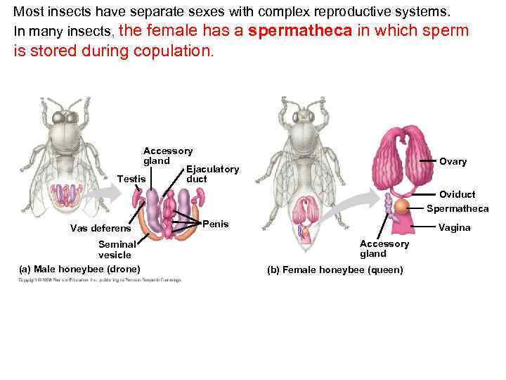 Most insects have separate sexes with complex reproductive systems. In many insects, the female