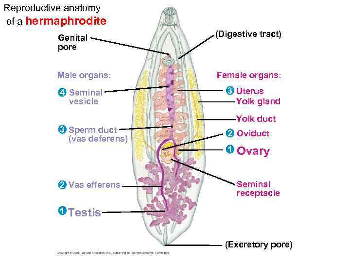 Reproductive anatomy of a hermaphrodite Genital pore (Digestive tract) Male organs: Female organs: 4