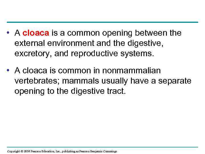  • A cloaca is a common opening between the external environment and the