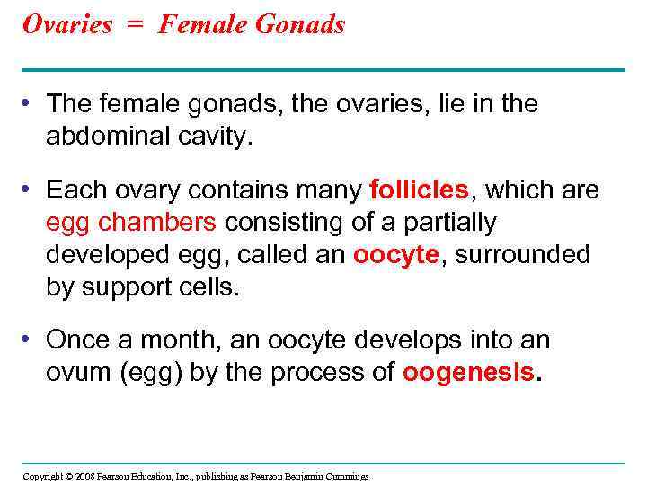 Ovaries = Female Gonads • The female gonads, the ovaries, lie in the abdominal