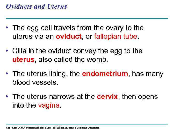 Oviducts and Uterus • The egg cell travels from the ovary to the uterus
