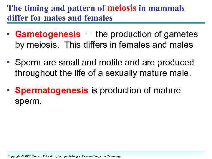 The timing and pattern of meiosis in mammals differ for males and females •