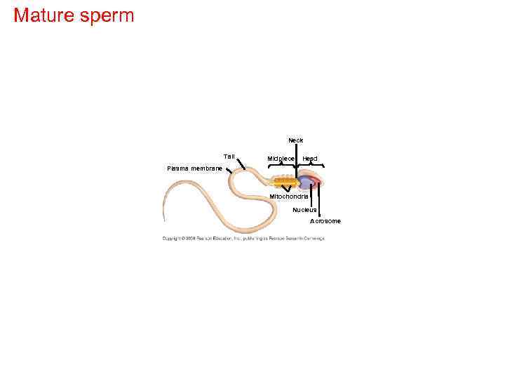 Mature sperm Neck Tail Midpiece Head Plasma membrane Mitochondria Nucleus Acrosome 