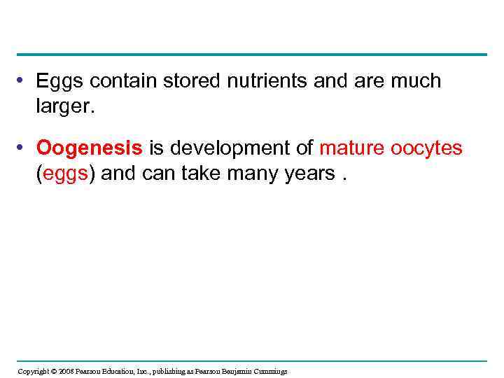  • Eggs contain stored nutrients and are much larger. • Oogenesis is development