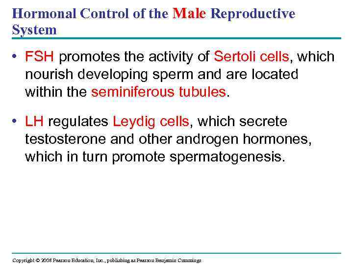 Hormonal Control of the Male Reproductive System • FSH promotes the activity of Sertoli