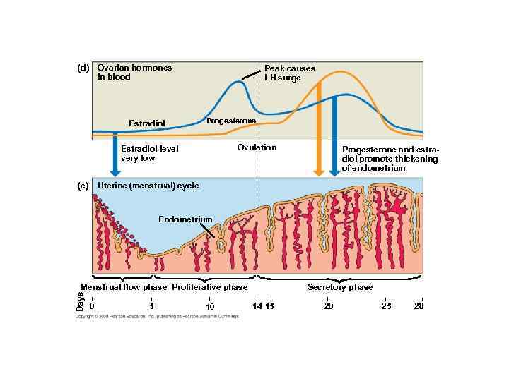 (d) Ovarian hormones in blood Estradiol Peak causes LH surge Progesterone Ovulation Estradiol level