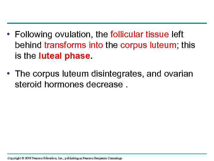  • Following ovulation, the follicular tissue left behind transforms into the corpus luteum;