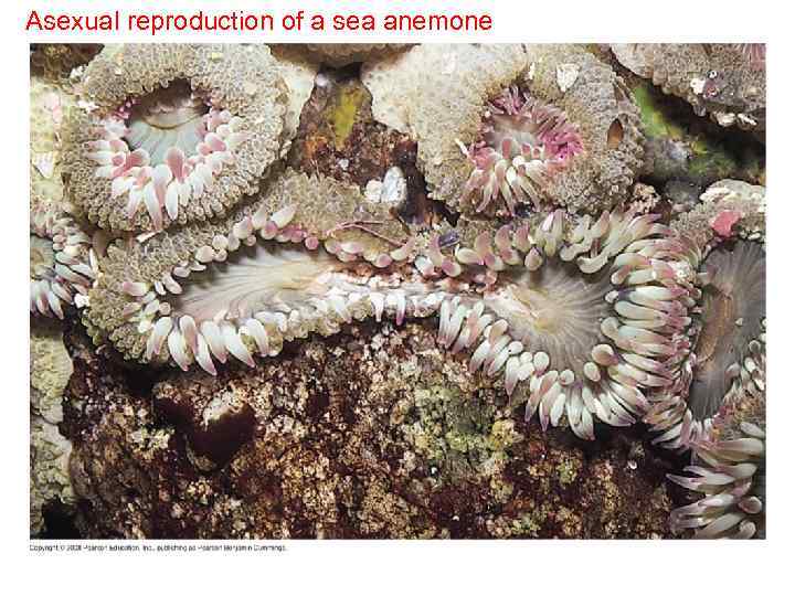 Asexual reproduction of a sea anemone 