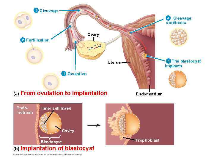 3 Cleavage continues 4 Ovary 2 Fertilization The blastocyst implants 5 Uterus 1 (a)