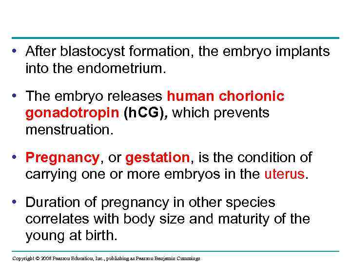  • After blastocyst formation, the embryo implants into the endometrium. • The embryo