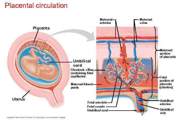 Placental circulation Maternal arteries Maternal veins Placenta Maternal portion of placenta Umbilical cord Chorionic