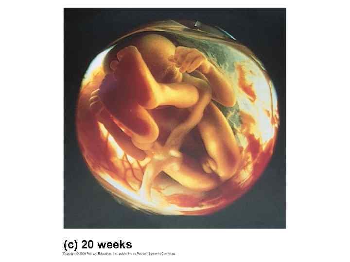 (c) 20 weeks 