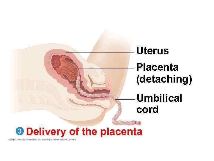 Uterus Placenta (detaching) Umbilical cord 3 Delivery of the placenta 