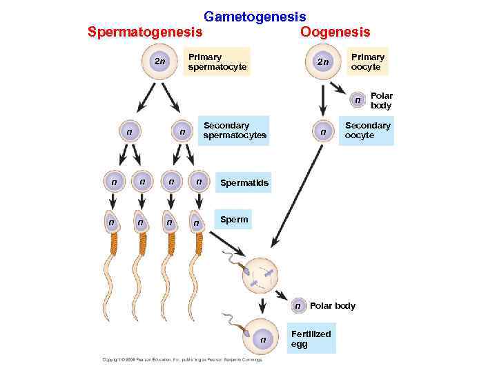 Gametogenesis Oogenesis Spermatogenesis Primary spermatocyte 2 n 2 n Primary oocyte n Polar body