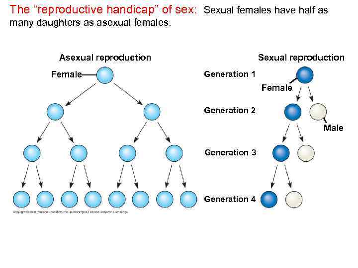 The “reproductive handicap” of sex: Sexual females have half as many daughters as asexual