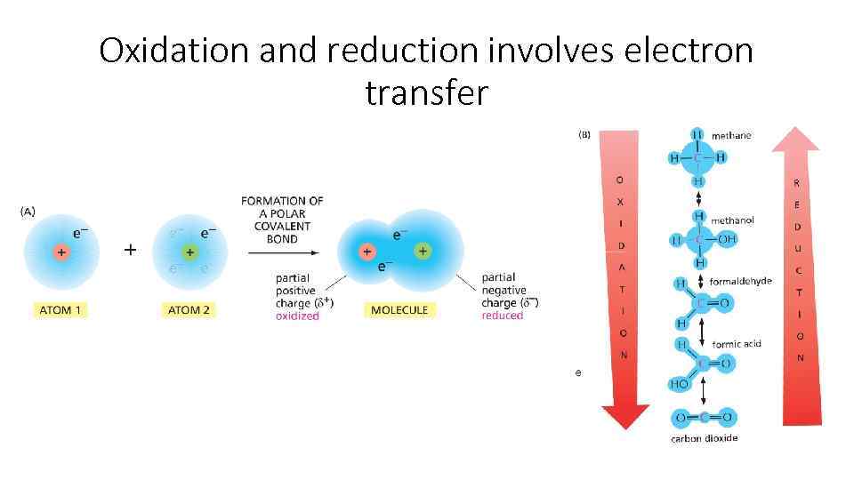 Chapter 3 Energy Catalysis And Biosynthesis Arnat Balabiyev