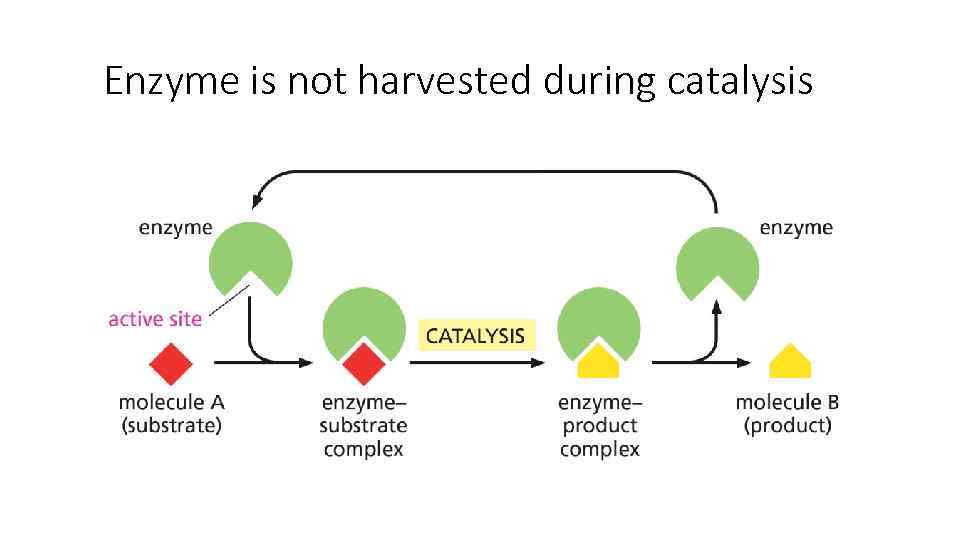 Enzyme is not harvested during catalysis 