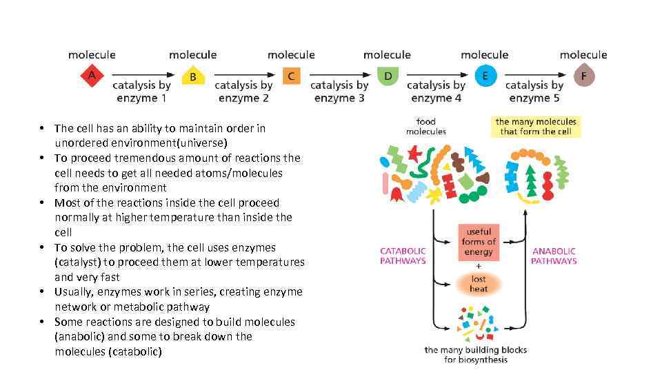  • The cell has an ability to maintain order in unordered environment(universe) •