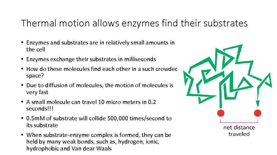 Thermal motion allows enzymes find their substrates • Enzymes and substrates are in relatively