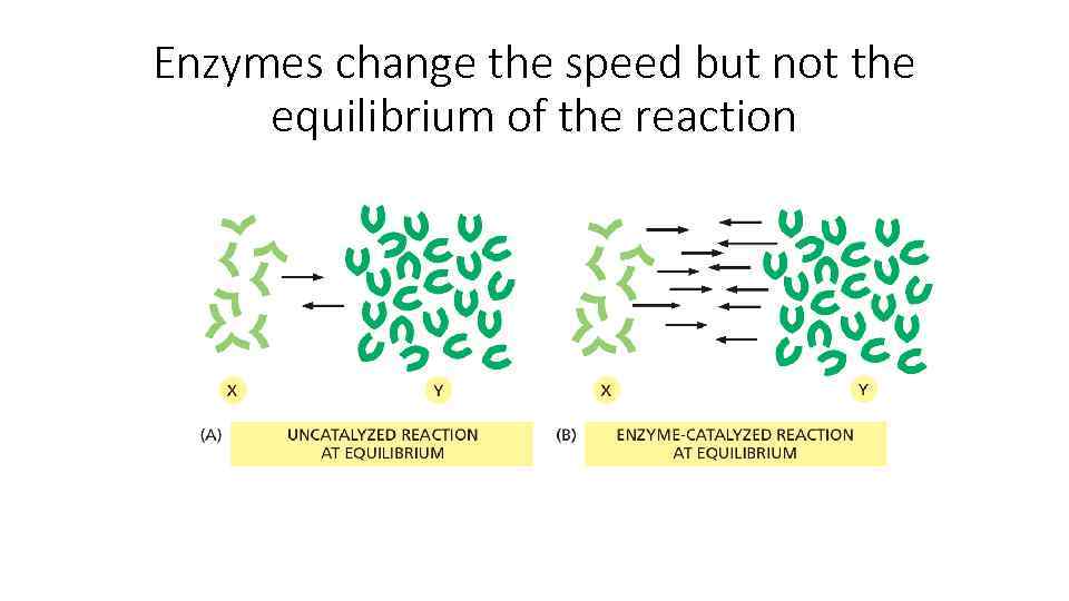 Enzymes change the speed but not the equilibrium of the reaction 