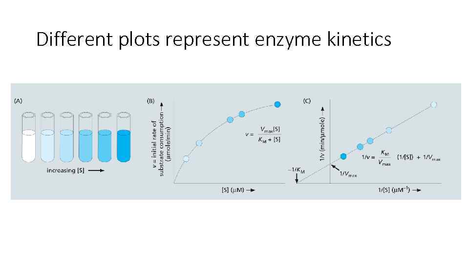 Different plots represent enzyme kinetics 