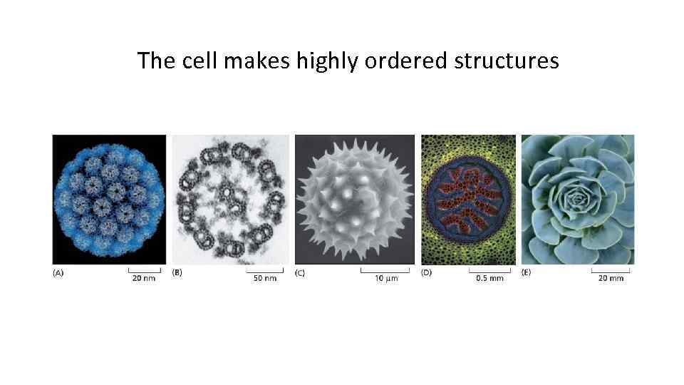 The cell makes highly ordered structures 