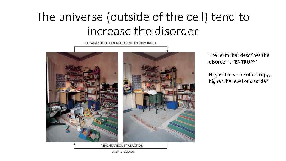 The universe (outside of the cell) tend to increase the disorder The term that