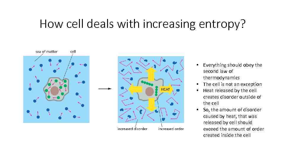 How cell deals with increasing entropy? • Everything should obey the second law of