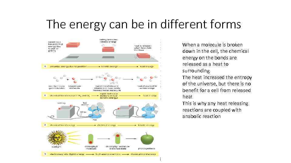 The energy can be in different forms When a molecule is broken down in