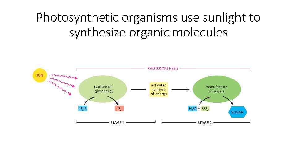 Photosynthetic organisms use sunlight to synthesize organic molecules 