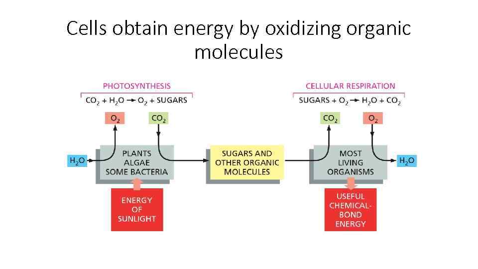 Cells obtain energy by oxidizing organic molecules 