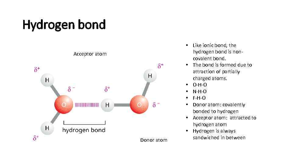 Hydrogen bond Acceptor atom Donor atom • Like ionic bond, the hydrogen bond is
